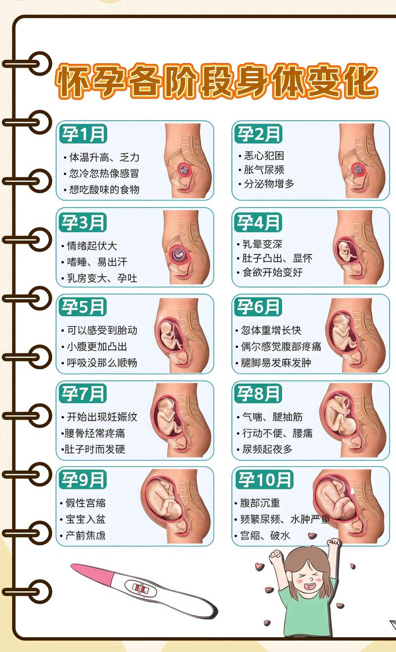 揭秘供卵代孕妈妈怀孕小腹分两节，孕期变化的奥秘琼海代生机构: